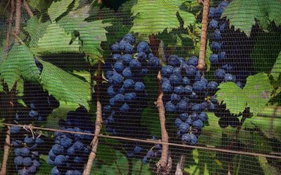 Vinícolas paulistas celebram a vindima com experiências de enoturismo na safra de inverno