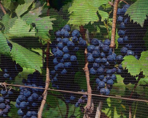 Vinícolas paulistas celebram a vindima com experiências de enoturismo na safra de inverno
